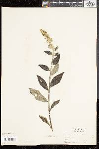 Verbascum lychnitis image