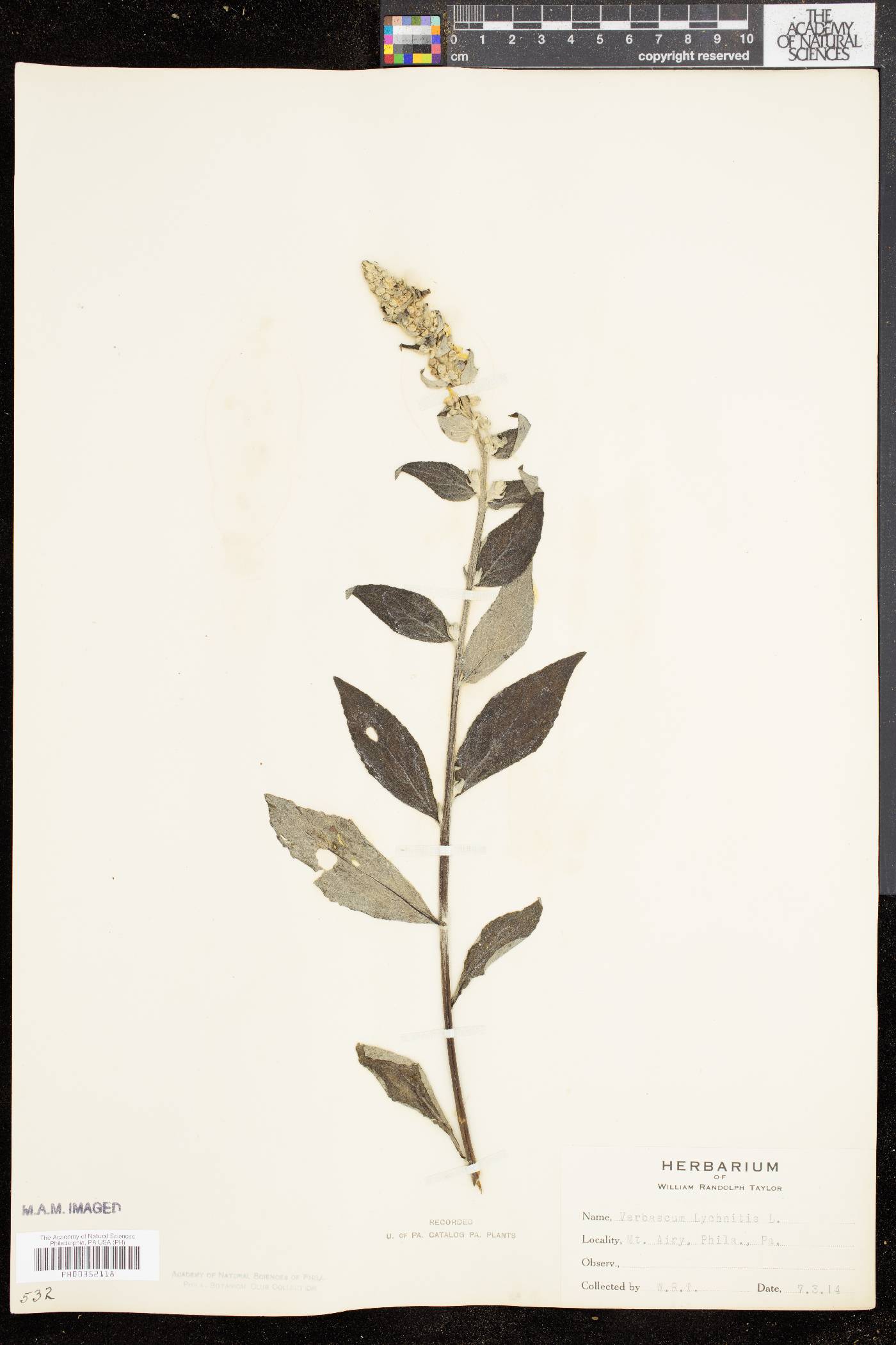 Verbascum lychnitis image