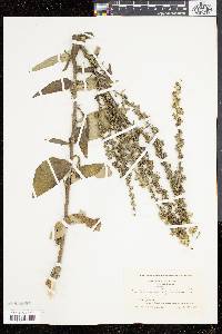 Verbascum lychnitis image