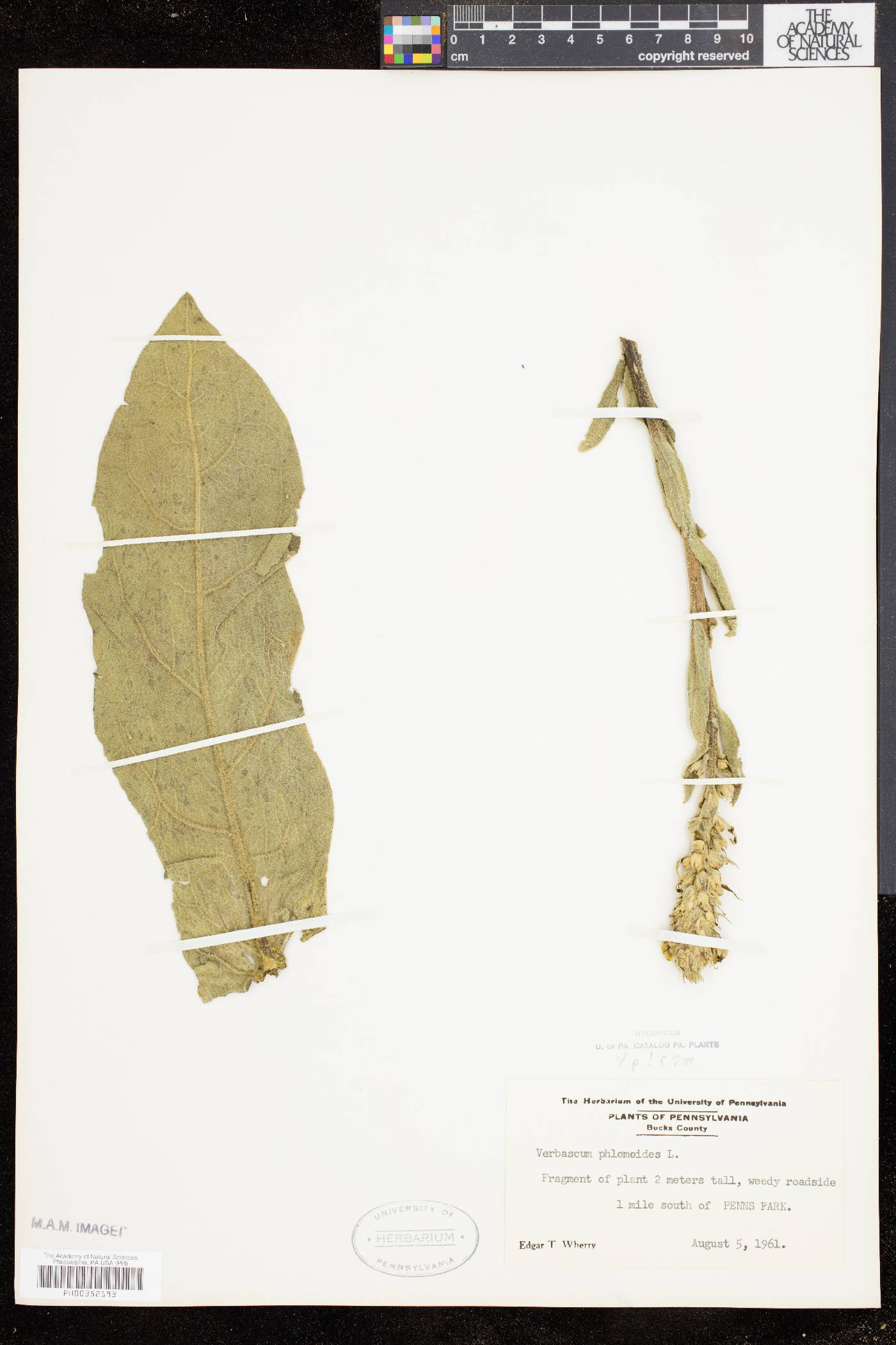 Verbascum phlomoides image