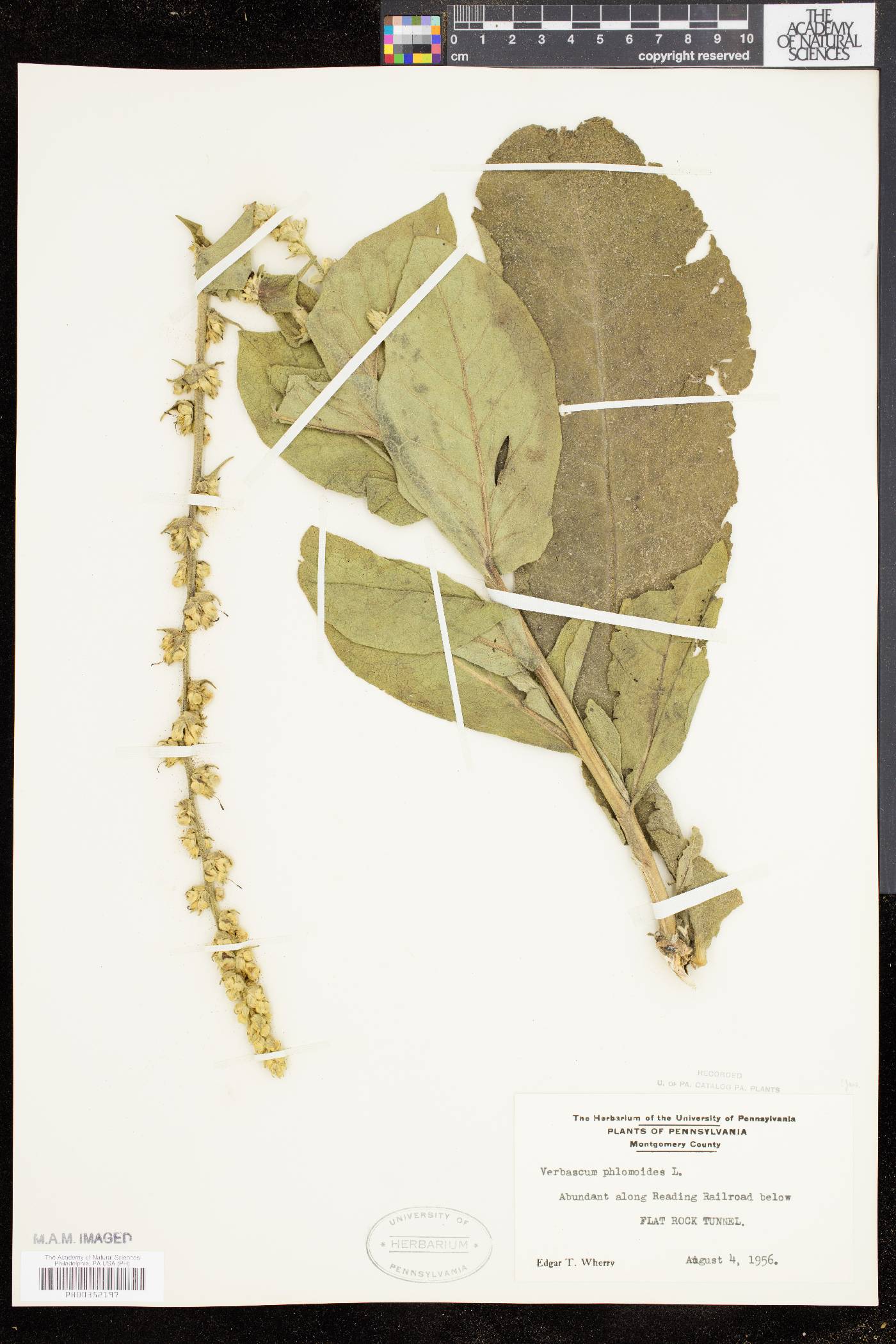 Verbascum phlomoides image