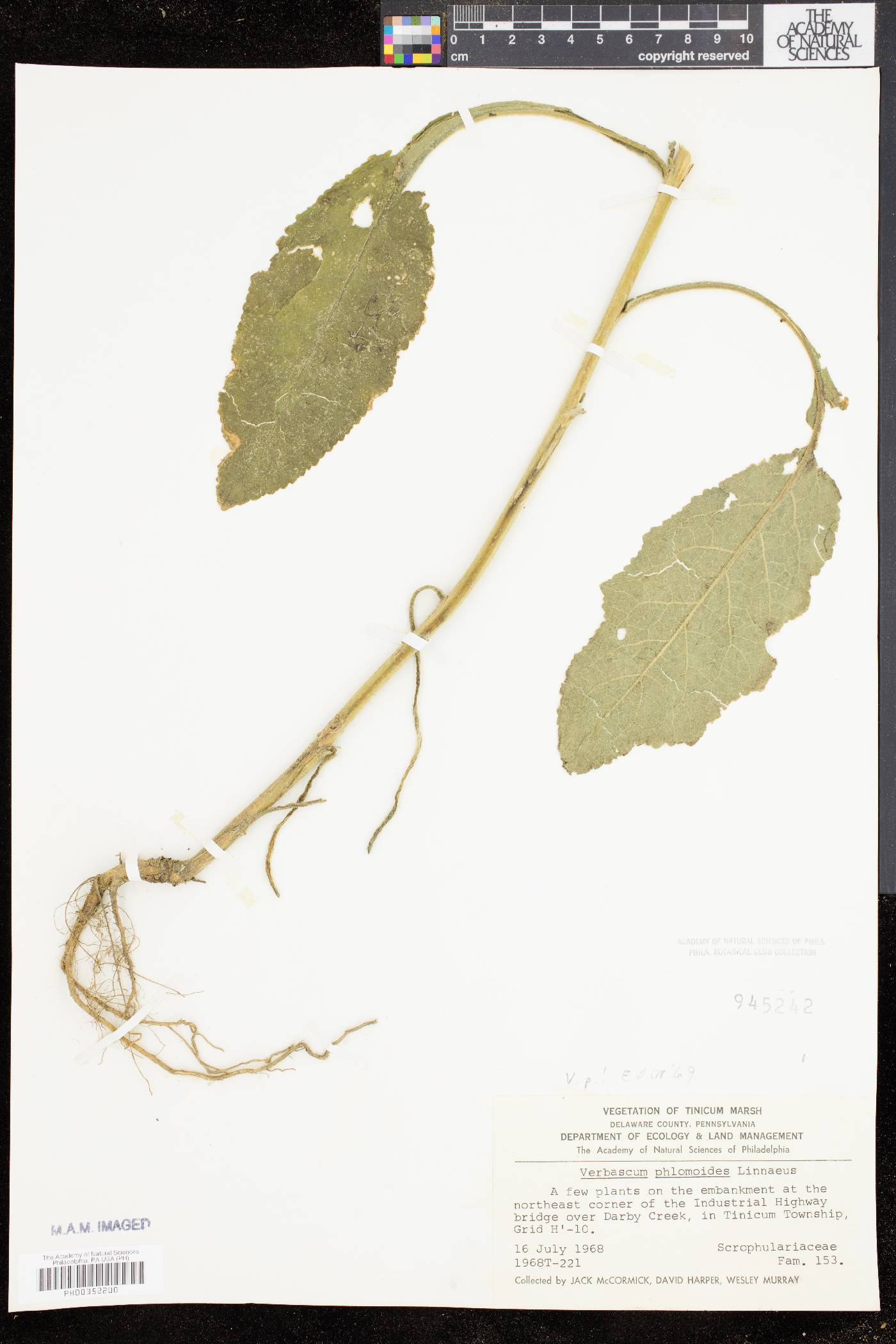 Verbascum phlomoides image