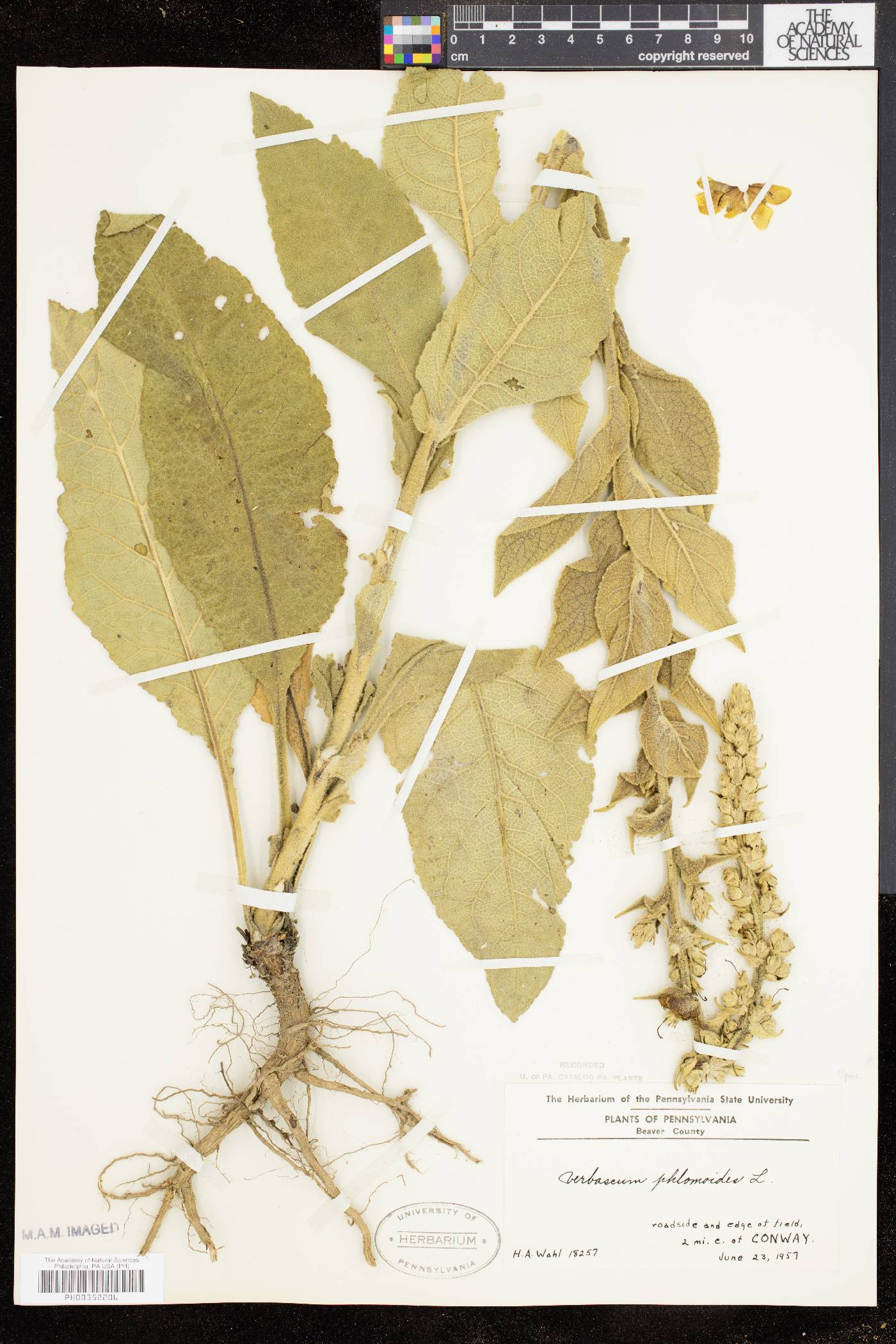 Verbascum phlomoides image