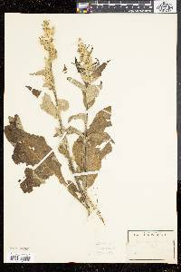 Verbascum lychnitis image