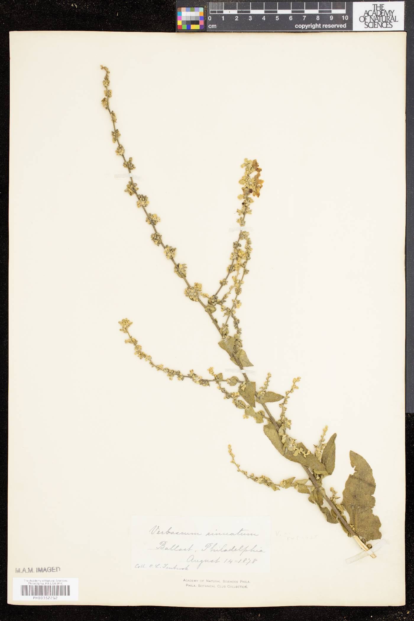Verbascum sinuatum image