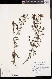 Aureolaria pedicularia image