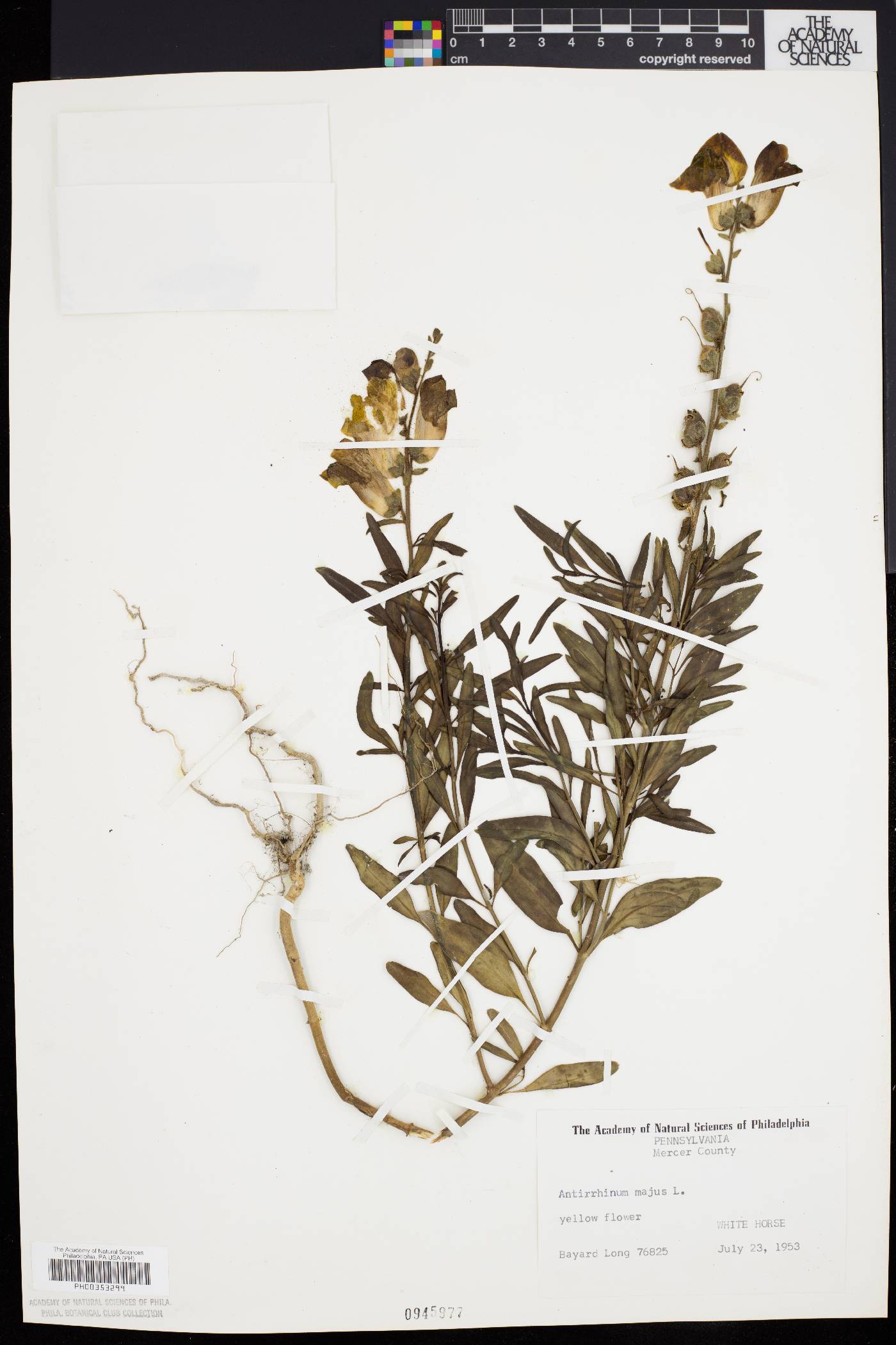 Antirrhinum majus image
