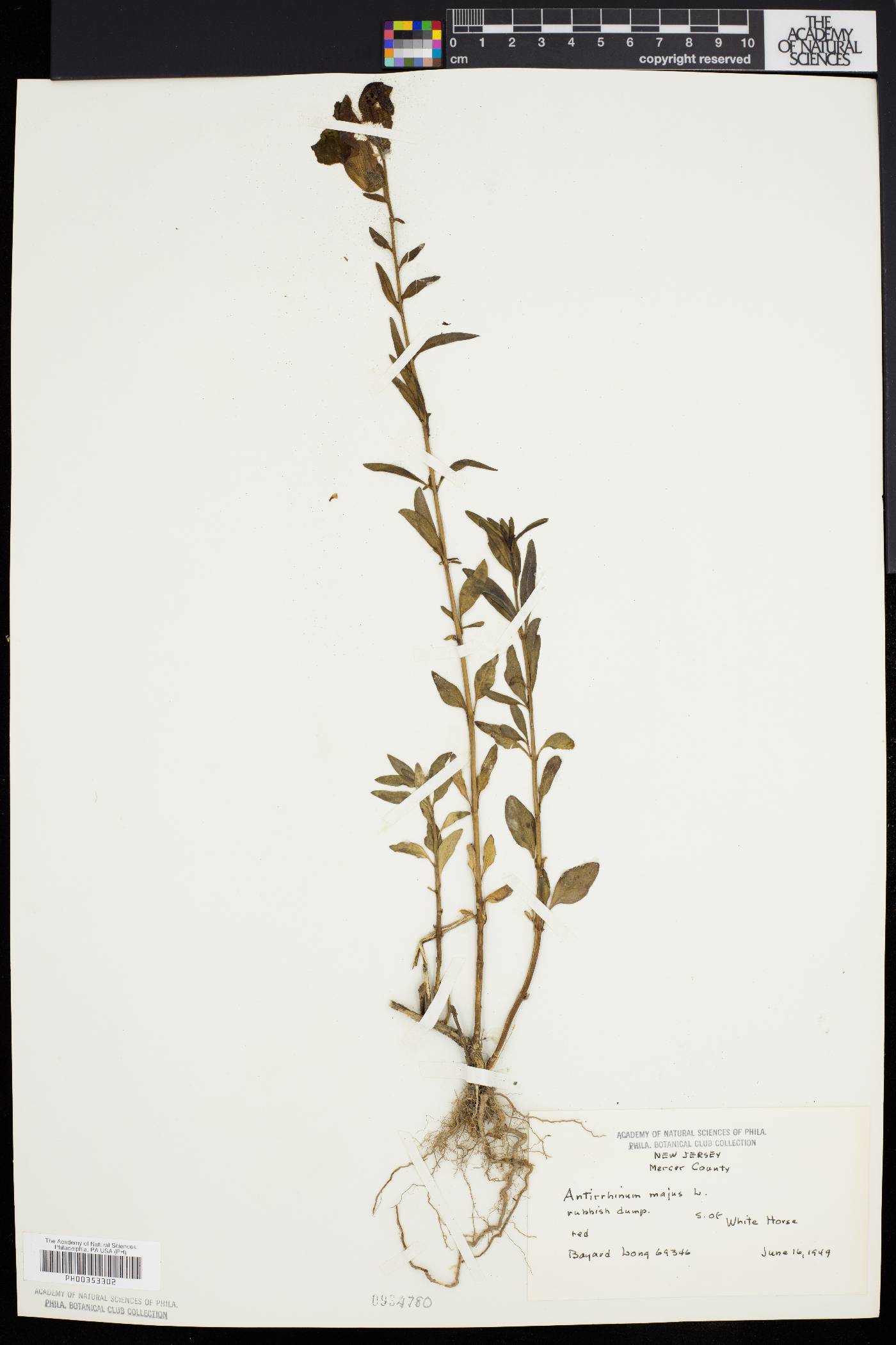 Antirrhinum majus image