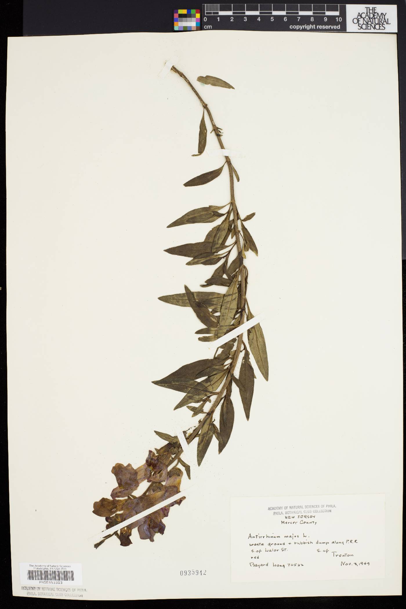 Antirrhinum majus image
