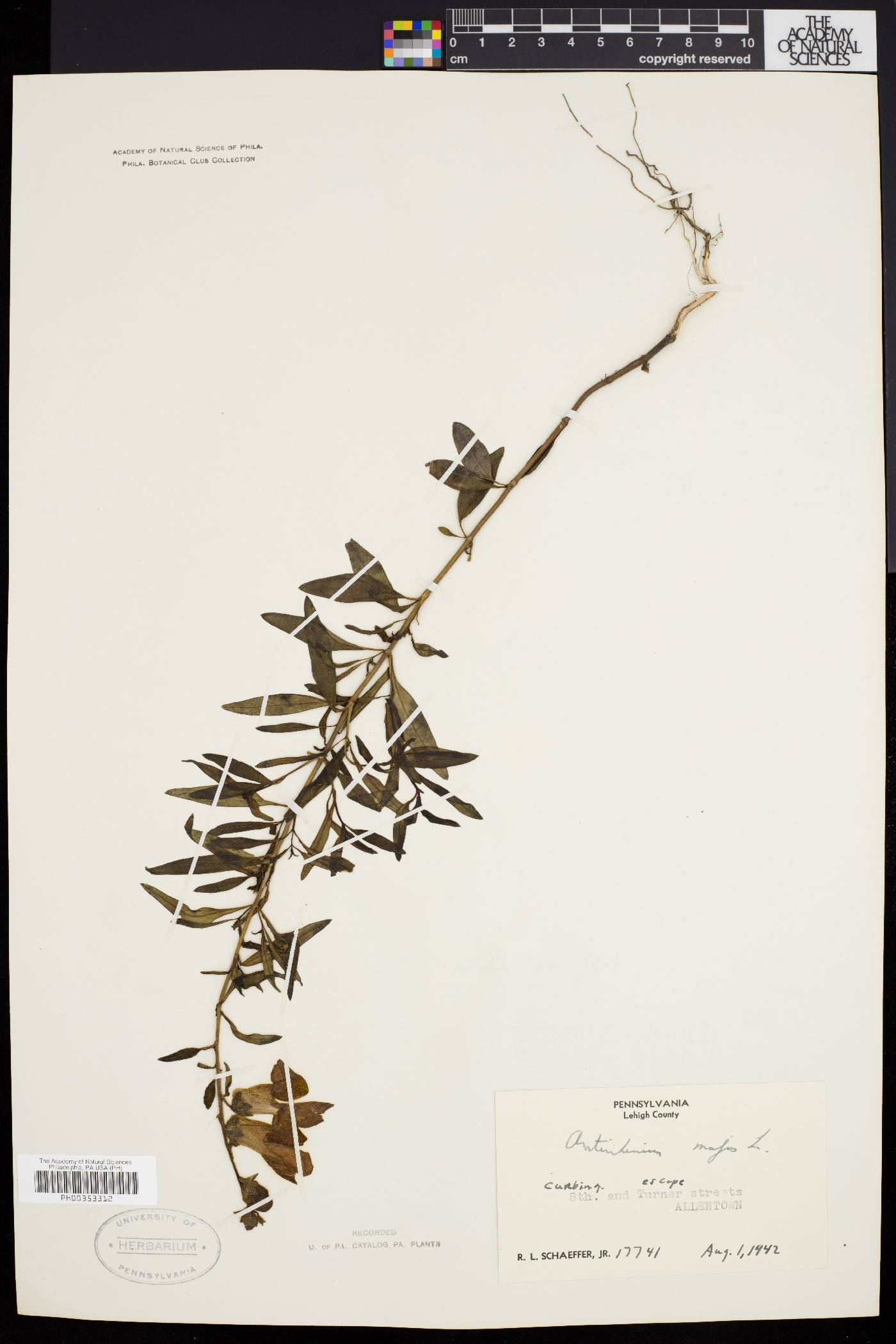 Antirrhinum majus image