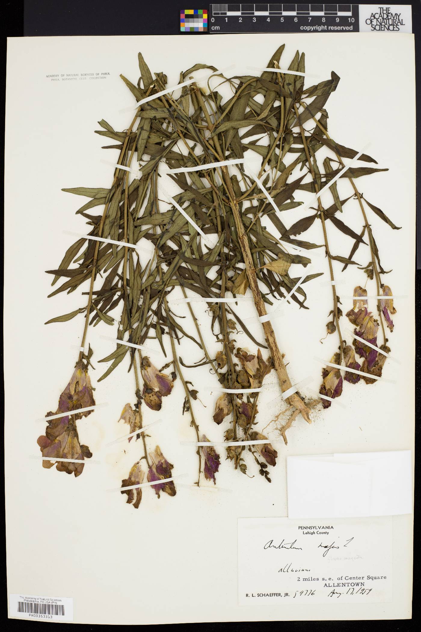 Antirrhinum majus image