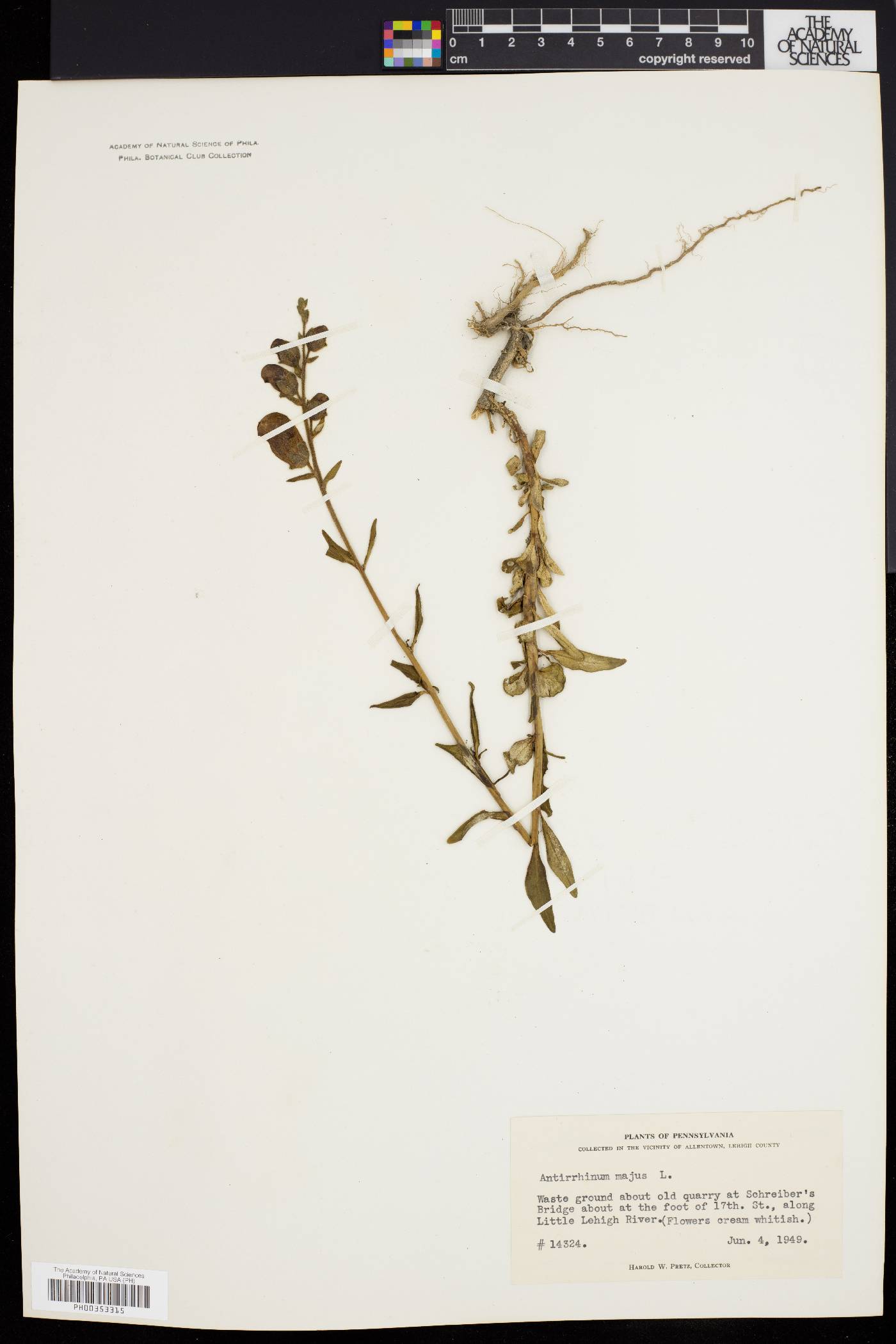 Antirrhinum majus image