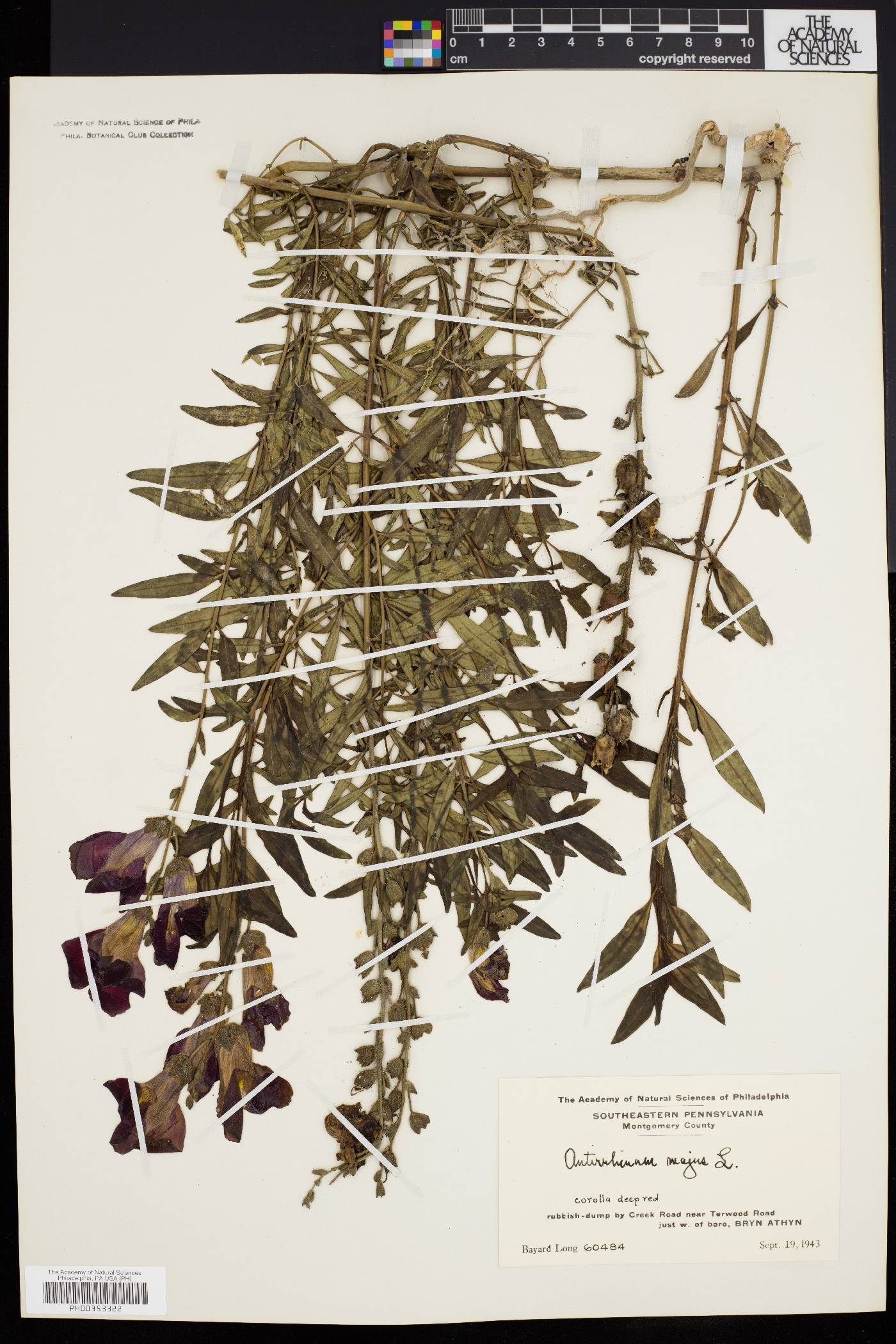 Antirrhinum majus image