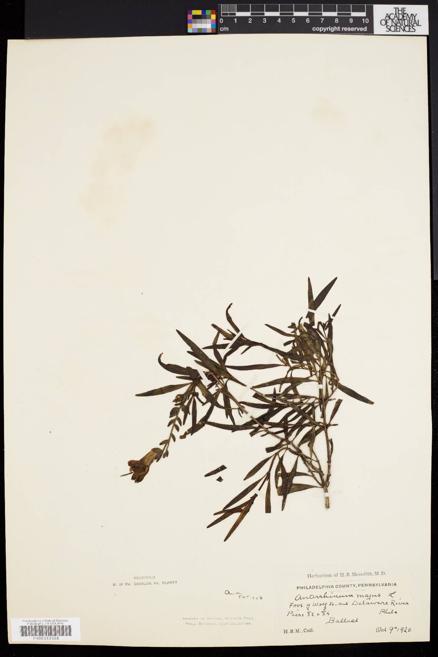 Antirrhinum majus image