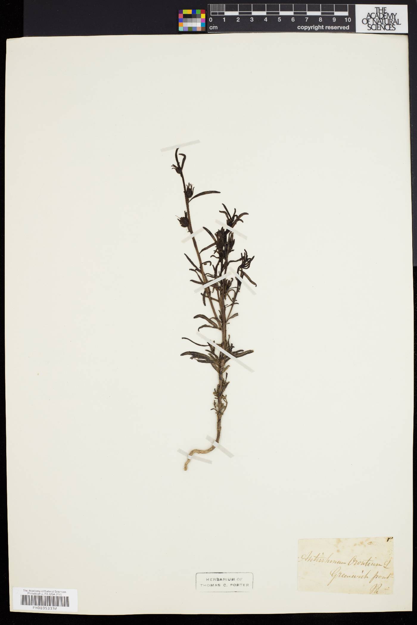 Antirrhinum orontium image