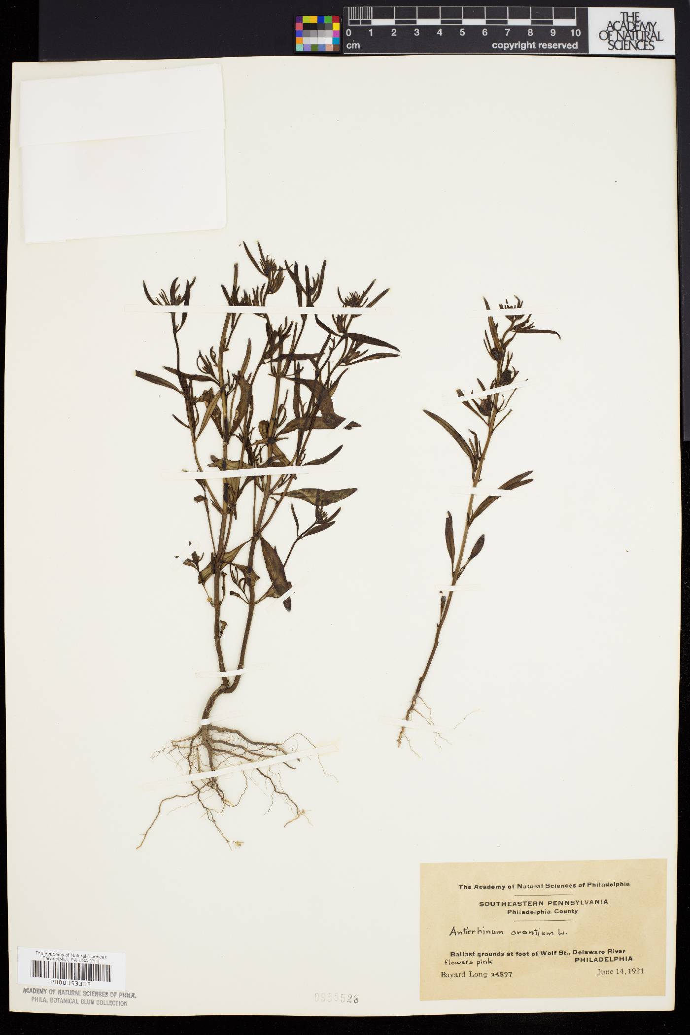 Antirrhinum orontium image