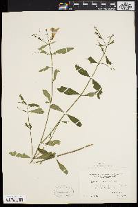 Aureolaria levigata image