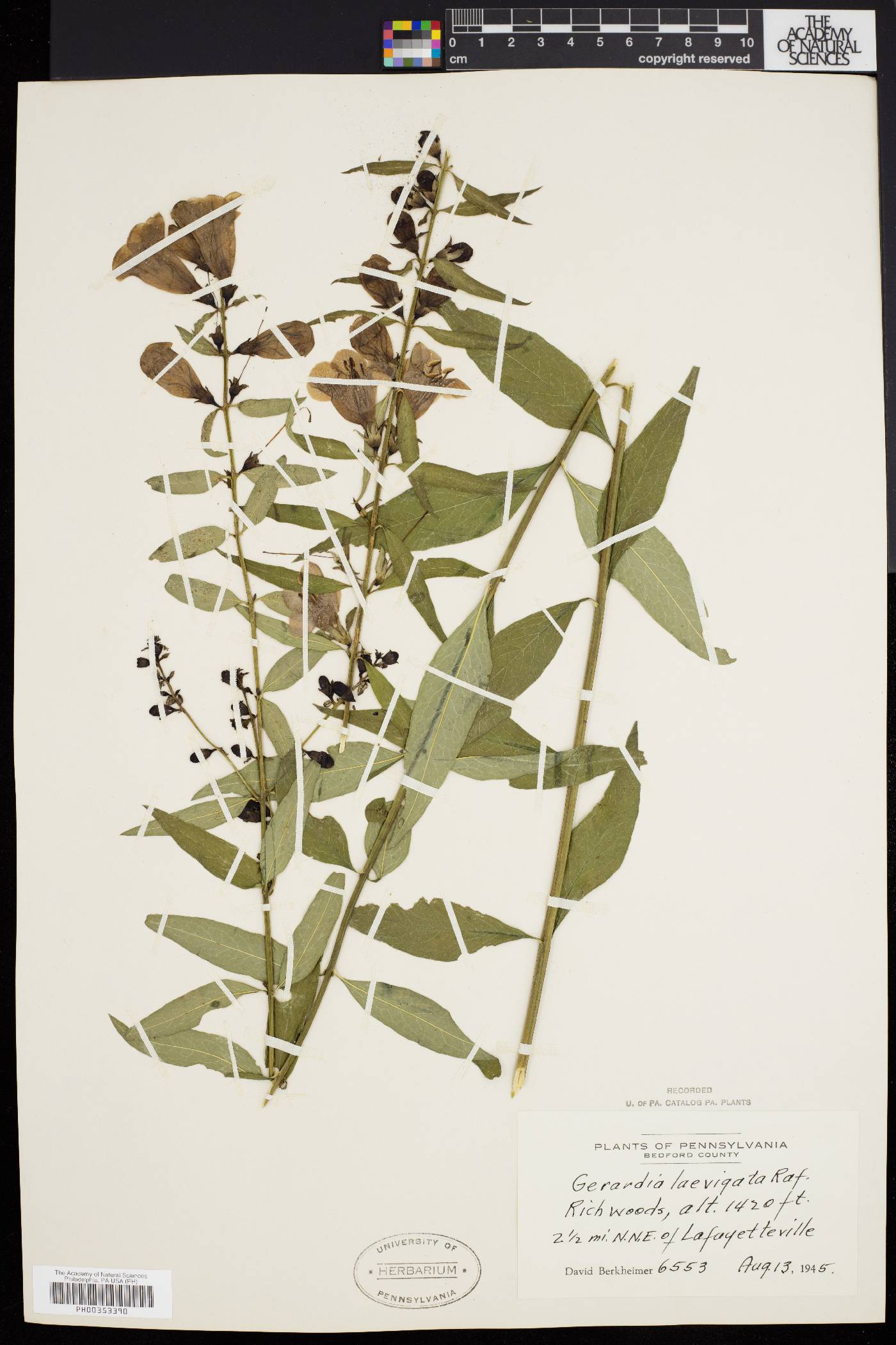 Aureolaria levigata image