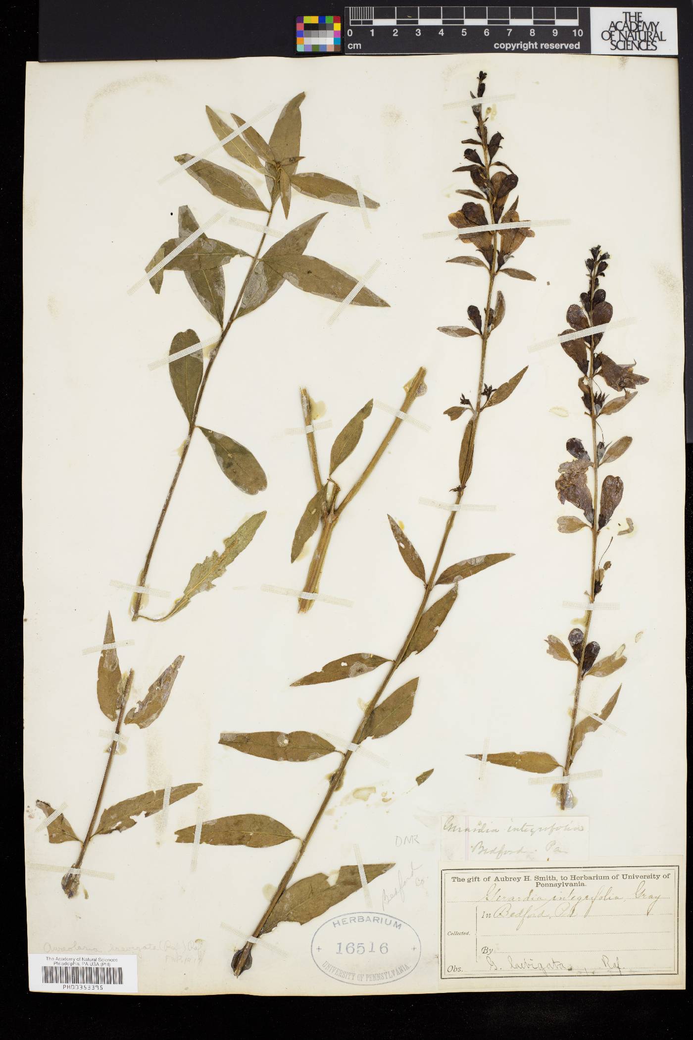 Aureolaria levigata image