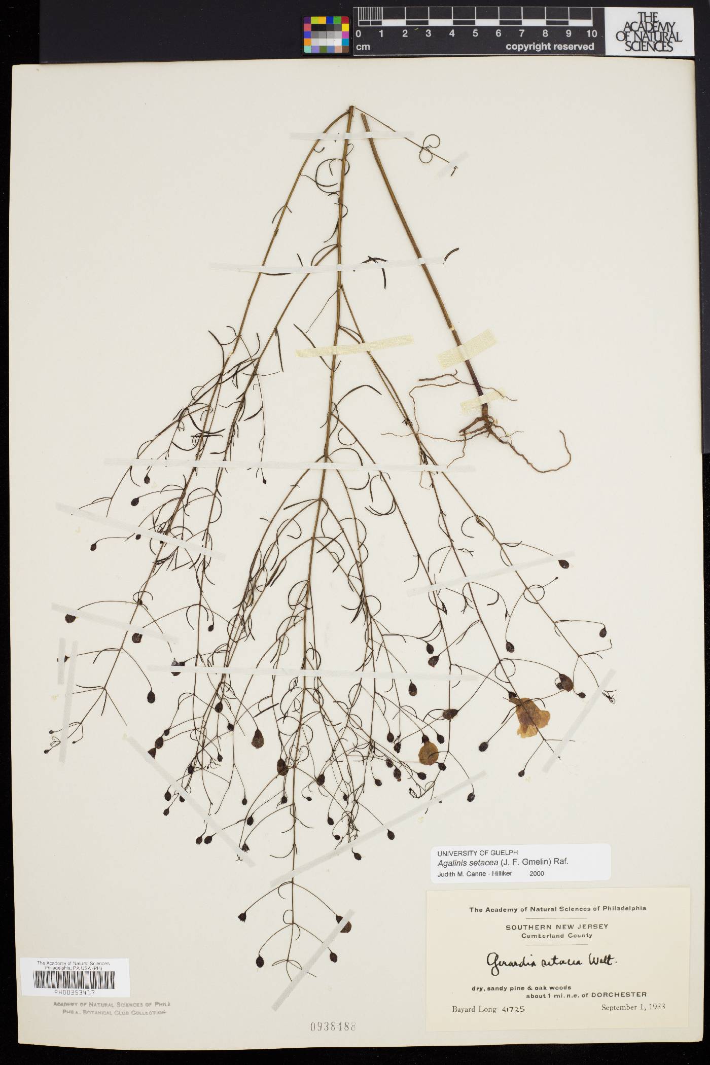 Agalinis setacea image