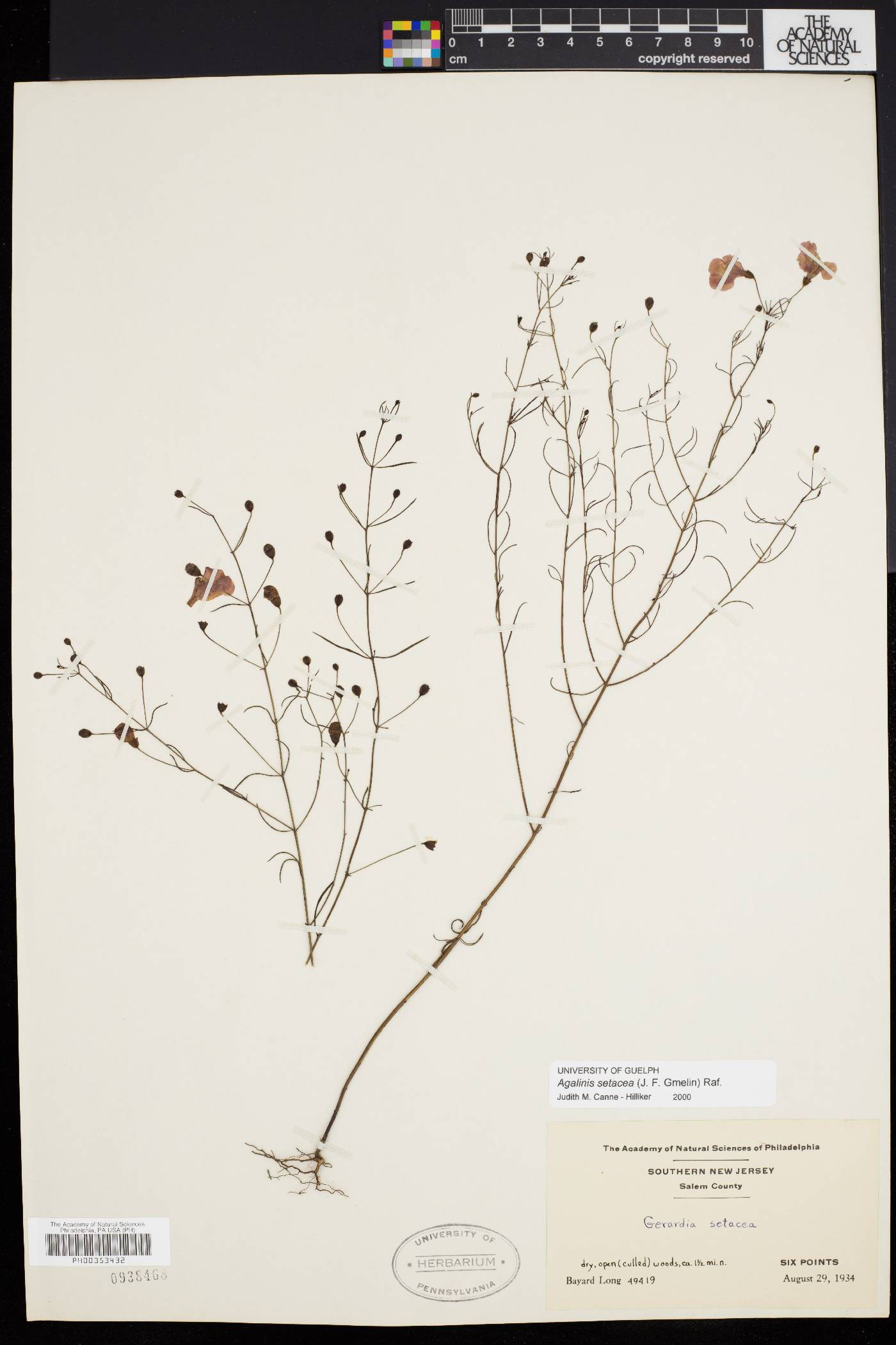Agalinis setacea image