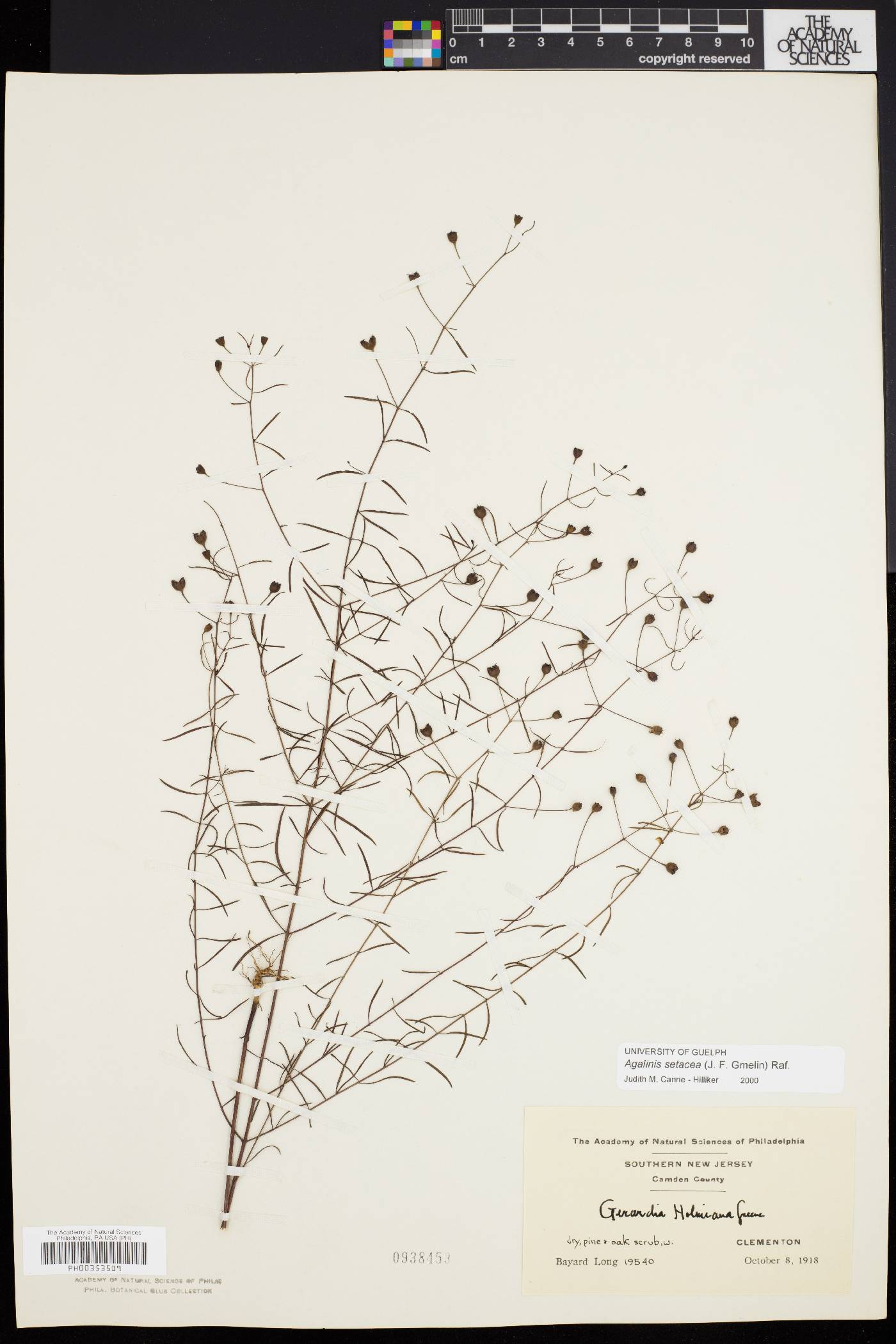Agalinis setacea image