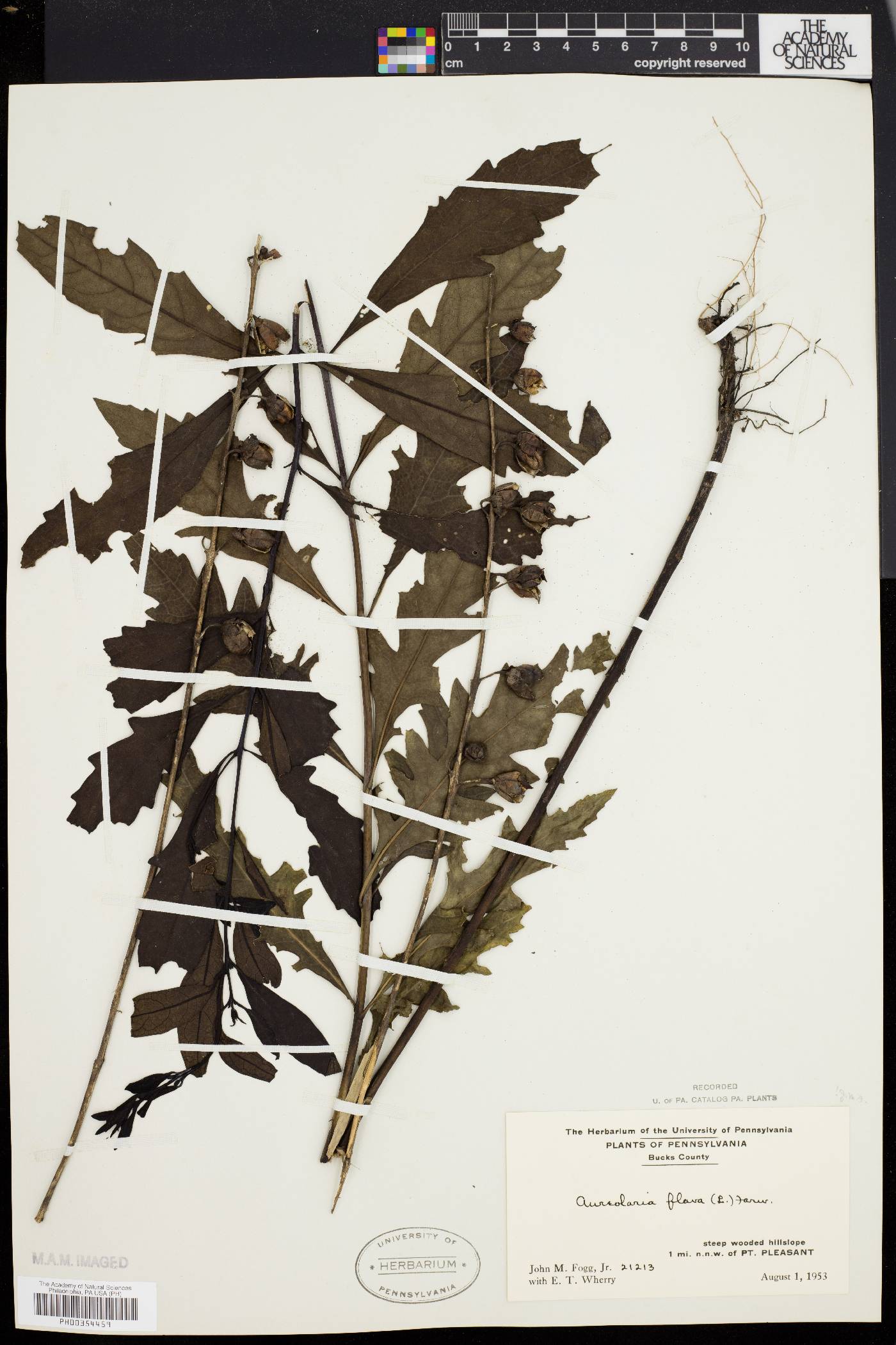Aureolaria flava var. flava image
