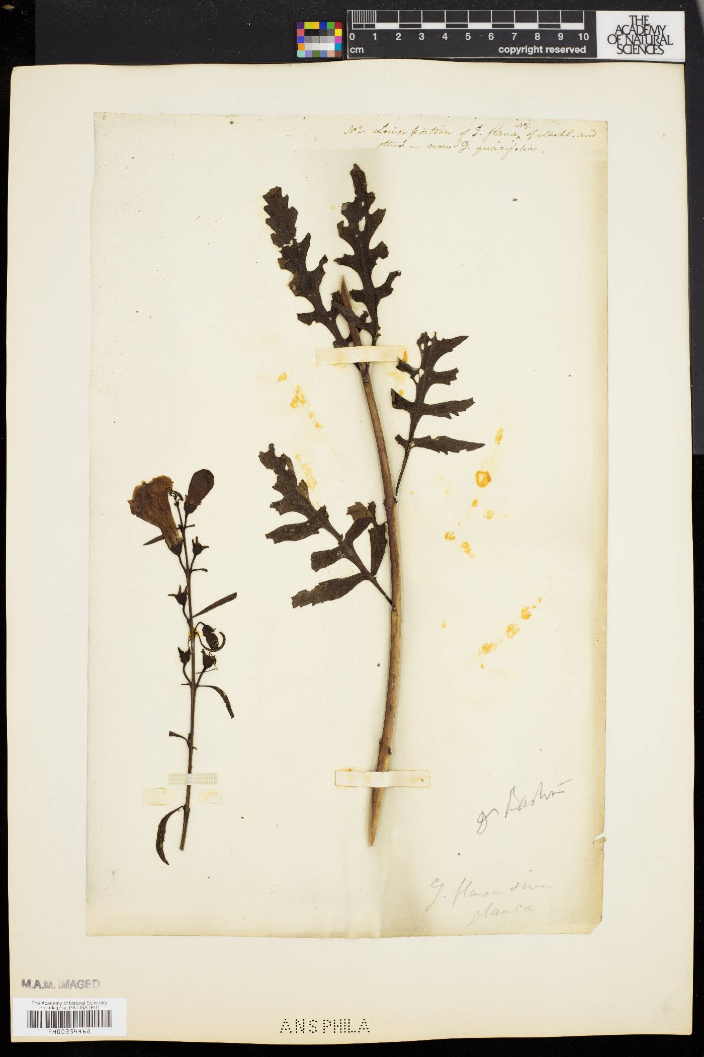 Aureolaria flava var. flava image