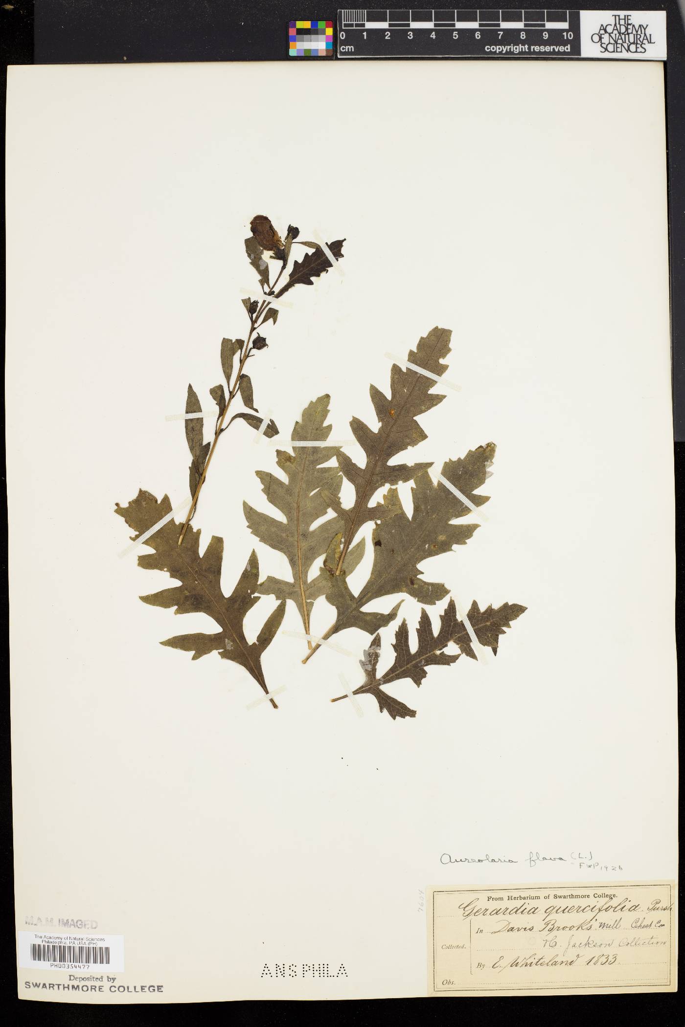 Aureolaria flava var. flava image