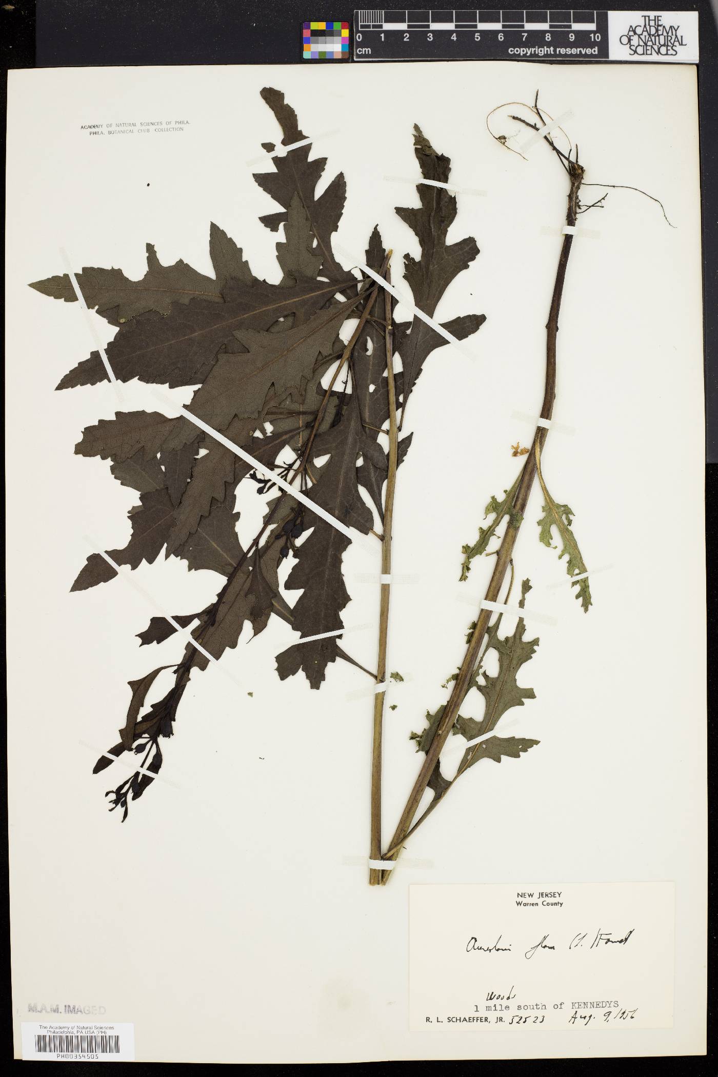 Aureolaria flava var. flava image