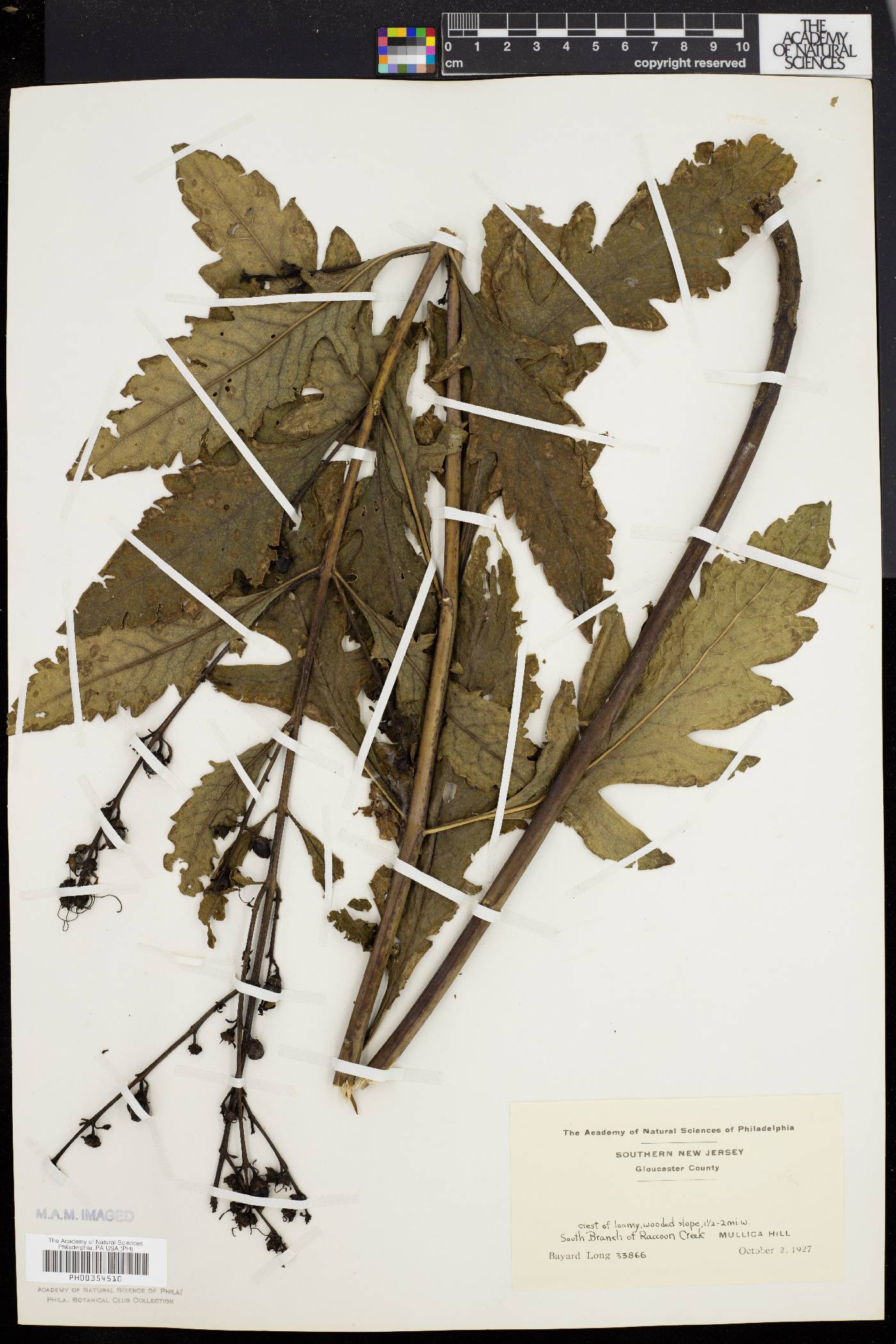 Aureolaria flava var. flava image