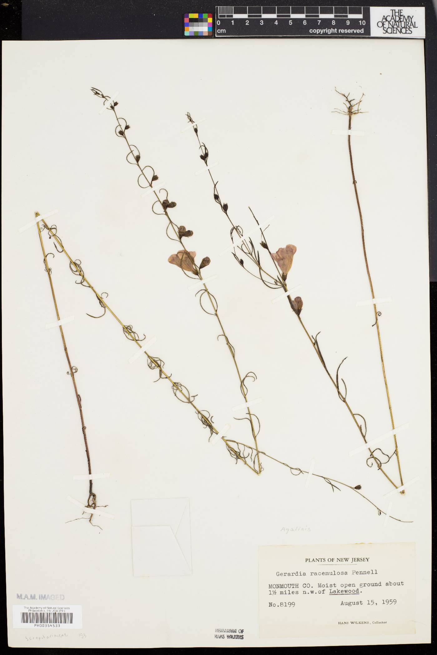 Gerardia racemulosa image