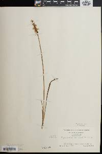 Spiranthes cernua image