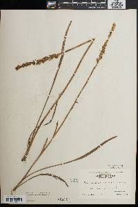 Spiranthes cernua image