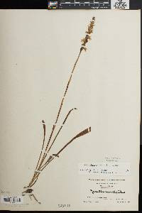 Spiranthes cernua image