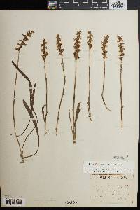 Spiranthes cernua image