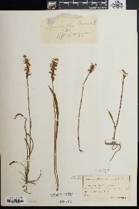 Spiranthes cernua image