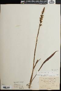 Spiranthes cernua image