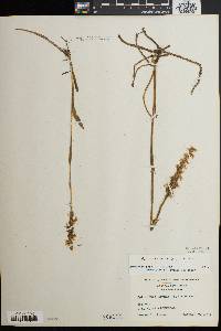 Spiranthes cernua image