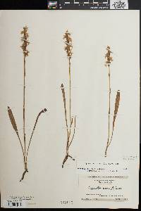 Spiranthes cernua image