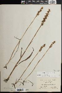 Spiranthes cernua image