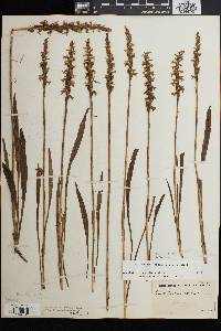 Spiranthes cernua image