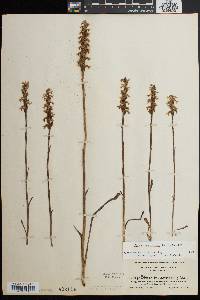 Spiranthes cernua image