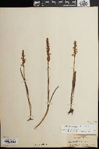 Spiranthes cernua image