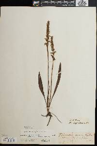 Spiranthes ochroleuca image