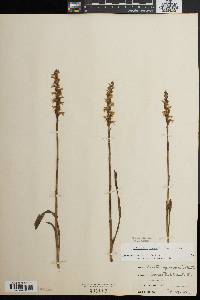 Spiranthes cernua image