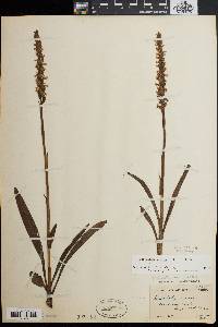 Spiranthes cernua image