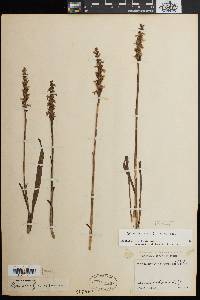 Spiranthes cernua image