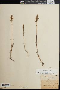 Spiranthes cernua image