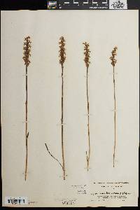 Spiranthes cernua image